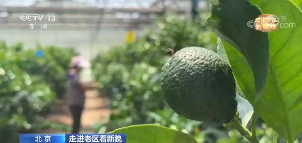 走进老区看新貌｜特色产业推动乡村振兴 打造农业科技示范基地